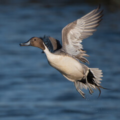 Pintail Duck