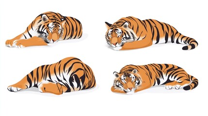 Four tigers resting, white background, wildlife illustration, design element