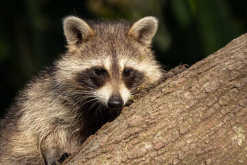 Young raccoons (Procyon lotor) in southwest Florida being cute.