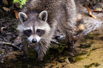 Young raccoons (Procyon lotor) in southwest Florida being cute.