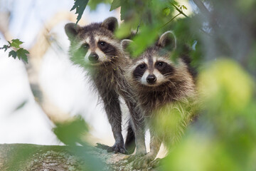 Young raccoons (Procyon lotor) in southwest Florida being cute.