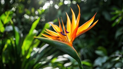 A tropical bird-of-paradise in full display