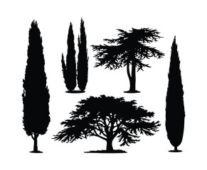 Cypress Tree Silhouette Vector Art on White Background