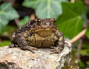 Obraz premium Big Fat Frog Sitting on a Rock Watching Activity in a Nearby Pond