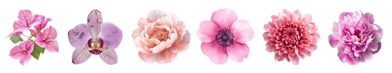 PNG Vibrant pink floral collection, element set on transparent background