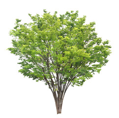 ケヤキ　樹木　4月撮影　樹高約12m