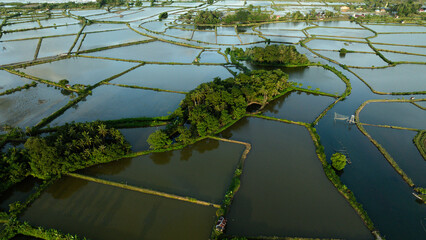 Bird's Eye View of a Small Forest Surrounded by Large Fish Pond