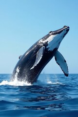 Fototapeta premium Giant humpback whale breaching in European waters, mammal, aerial view