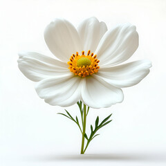 White chamomile flower studio shot