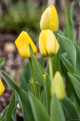 yellow tulip flower