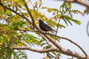 The Crested Bunting (Emberiza lathami) is a small, blackish bird with a pointed crest, found in rocky hills and scrublands across South and Southeast Asia.