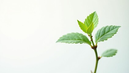 Single, delicate sapling against pure white backdrop, background, minimal, isolated