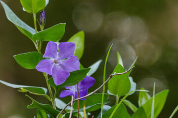 上品なツルニチニチソウの花
