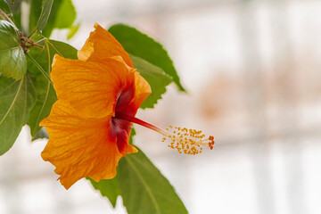 Obraz premium macro photography of a red hibiscus flower