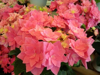 赤系のアジサイの花のアップ