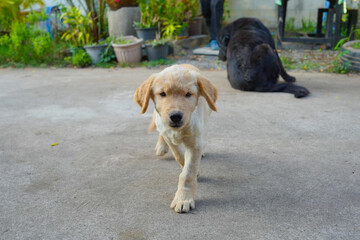 Golden Retriever puppy and its mother