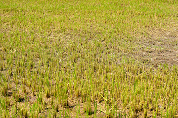 Beautiful green rice fields ready for harvest