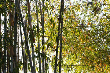 Bamboo grove in a beautiful natural forest, landscape
