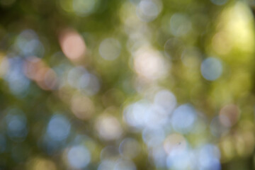Bokeh of big trees for the background