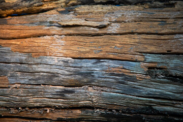Macro image of close-up wood grain for the background.