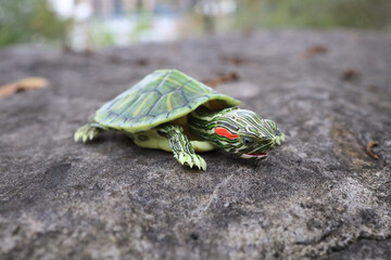 a Green Turtle on a Textured Rock Surface