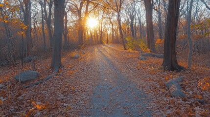 Obraz premium Autumnal forest path at sunset