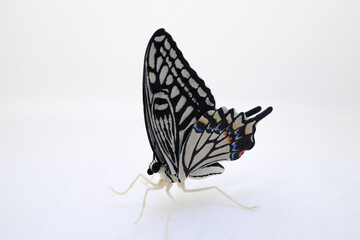 Black And White Butterfly with Delicate Wing Patterns