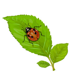 Ladybug vector illustration perched on a leaf without background