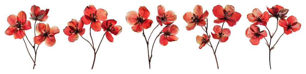 PNG Vibrant watercolor cherry blossoms, element set on transparent background