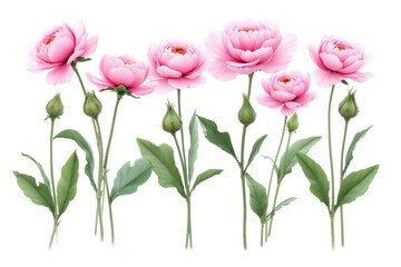 Obraz premium bunch of pink flowers with green leaves on a white background