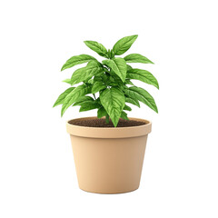 Potted plant, vibrant green foliage
