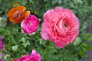Beautiful Pink ranunculus flower growing in an outdoor flower garden. ranunculus flower closeup, Pink blooming flower, Closeup shot of a beautiful blossoming ranunculus in field