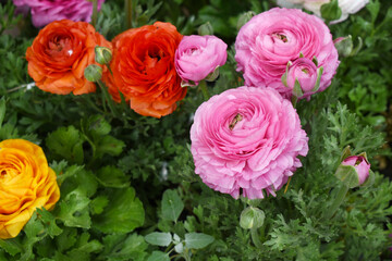 Beautiful Pink ranunculus flower growing in an outdoor flower garden. ranunculus flower closeup, Pink blooming flower, Closeup shot of a beautiful blossoming ranunculus in field