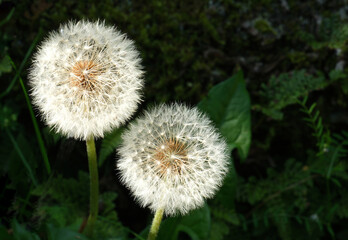 たんぽぽの綿毛