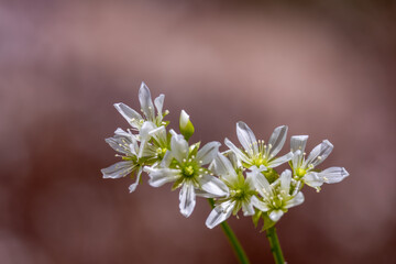 Delicate white flower blossoms and long stems on a potted Venus flytrap plant, with defocused mauve color background