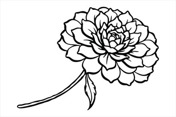 Line art marigold with the stem wrapping around itself
