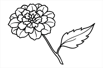 Line art marigold with the stem wrapping around itself