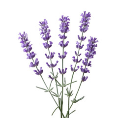 Naklejka premium Elegant Lavender Sprig – Transparent PNG Clipart