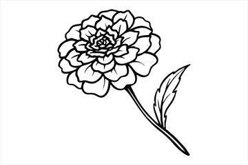 Line art marigold with the stem wrapping around itself