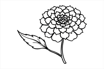 Line art marigold with the stem wrapping around itself