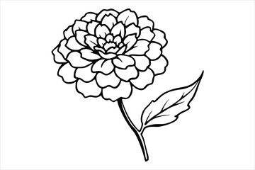 Line art marigold with the stem wrapping around itself