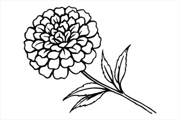 Line art marigold with the stem wrapping around itself