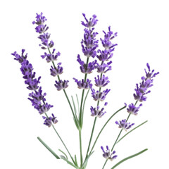 Obraz premium Blooming Lavender Flowers – High-Quality Isolated PNG