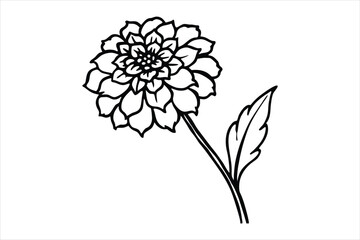 Line art marigold with the stem wrapping around itself