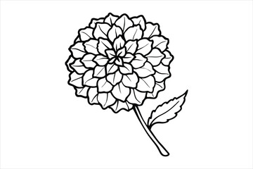 Line art marigold with the stem wrapping around itself