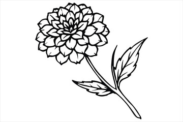 Line art marigold with the stem wrapping around itself