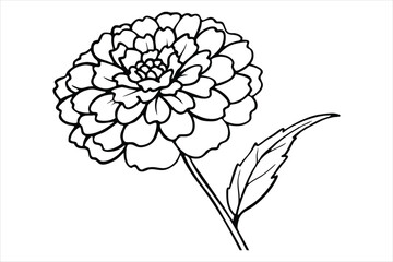 Line art marigold with the stem wrapping around itself