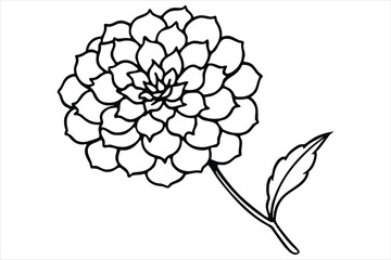 Line art marigold with the stem wrapping around itself