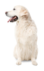 Fototapeta premium Cute Golden Retriever dog on white background