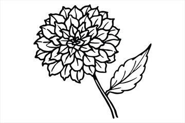 Line art marigold with the stem wrapping around itself